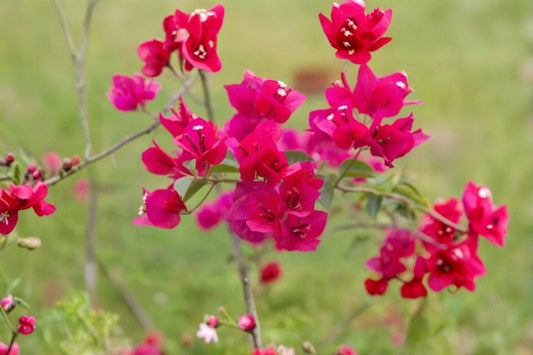 Juanita Hatten Bougainvillea 2 Live Plants – 4–6" Tall – No Pot
