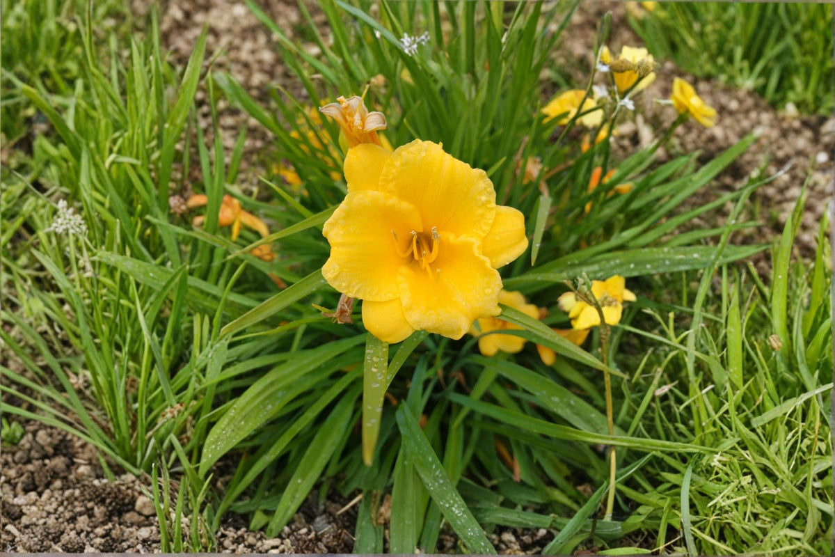 Yellow Daylily Live Plant – Bare Root Perennial Flower