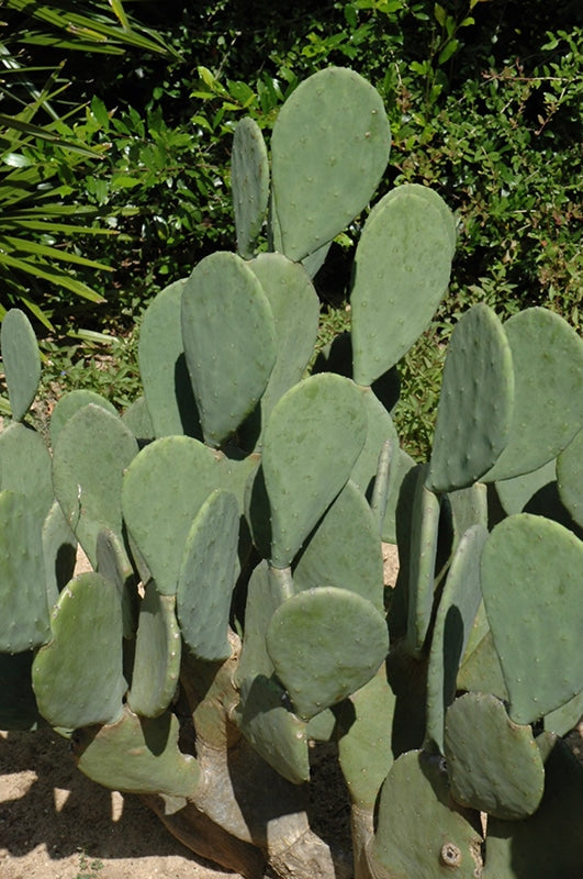 Spineless Prickly Pear Cactus – Edible Rooted Opuntia, Live Plant for Growing Pads & Fruit, Nopales Organic Starter