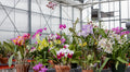 12 Bare Root Orchid Plants (3–5") | Live Orchid Starters | Assorted Varieties | Indoor Tropical Flowering Plants