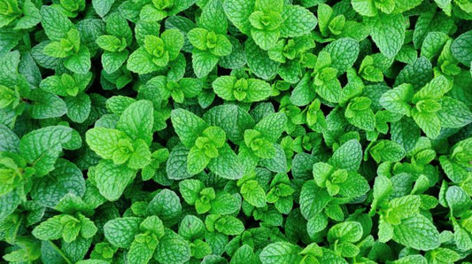 6 Hydroponic Peppermint Rooted Cuttings | Mentha × piperita | Live Herb Plants for Tea, Cooking, Aromatherapy, Indoor Garden