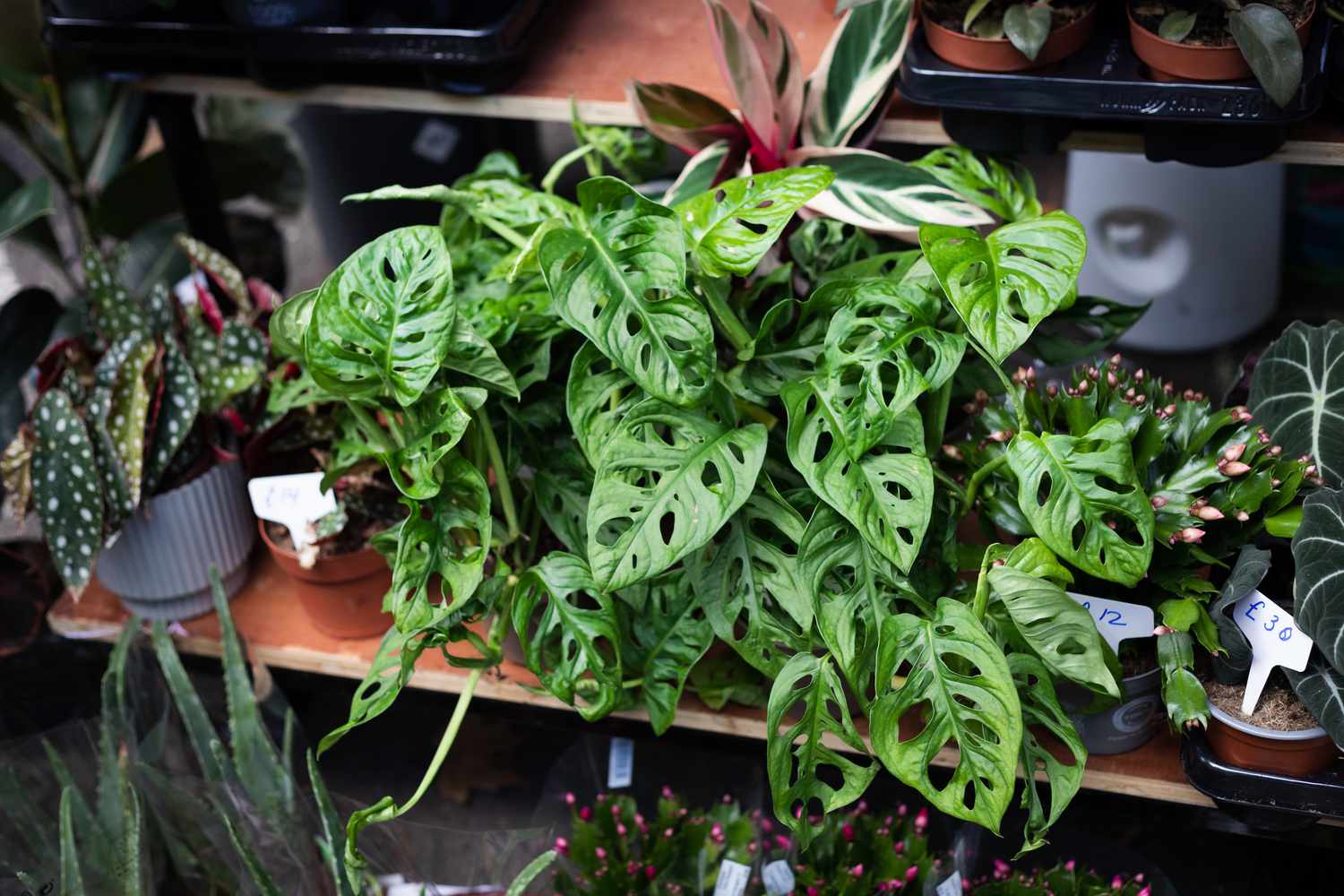 Monstera Rooted Cutting – Swiss Cheese Plant | Live Indoor Houseplant | Monstera Deliciosa Cutting with Established Roots