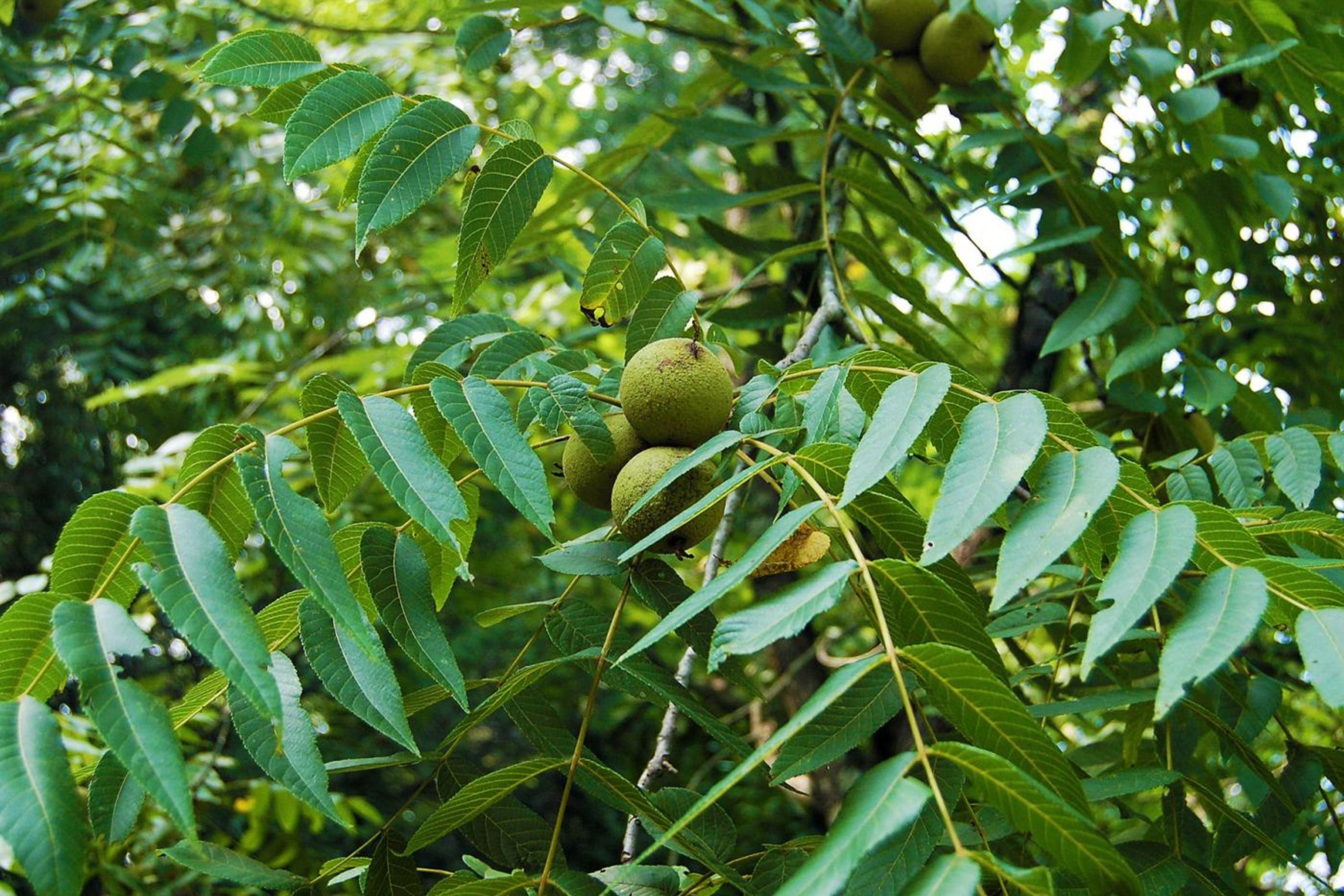 Black Walnut Tree Bareroot 30-40" Juglans nigra Native Eastern US