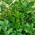 Bay Leaf Tree – Laurus nobilis Live Plant | 5–6 Inch Rooted Cutting in Pot | Culinary Herb Plant | Indoor Outdoor Container Friendly | Sweet Bay Laurel