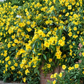 Carolina Jasmine Live Plant – Gelsemium sempervirens | 4–6 Inch Starter Vine | Fragrant Yellow Flower | Outdoor Climbing Plant