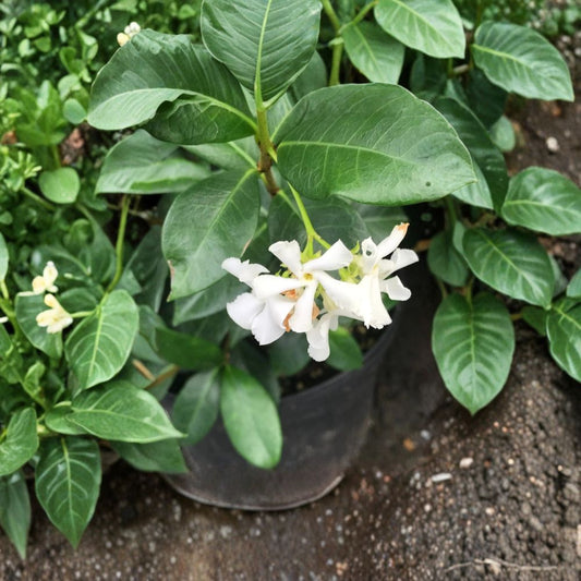 Madison Confederate Jasmine – Trachelospermum jasminoides ‘Madison’ | 3 Gallon Live Plant | 36–48 Inch Vine | Cold Hardy Fragrant Climber