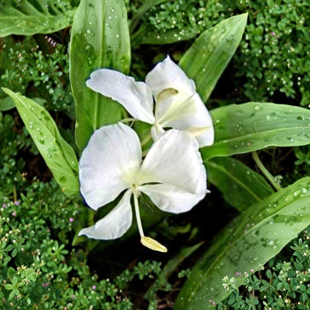 White Butterfly Ginger – Hedychium coronarium Live Rhizomes | 2 Freshly Harvested Rhizomes | Fragrant Tropical Perennial | Easy to Grow