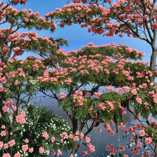 Pink Mimosa Tree – Albizia julibrissin Live Bare Root Sapling | 6+ Inches Tall | Silk Tree | Fast Growing Ornamental Tree | Easy to Grow