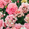 Appleblossom Geranium Seeds – Pelargonium Hortorum | 15 Seeds Included | Fast Blooming Flower | Pink Zonal Geranium | Patio & Garden Friendly | Easy to Grow