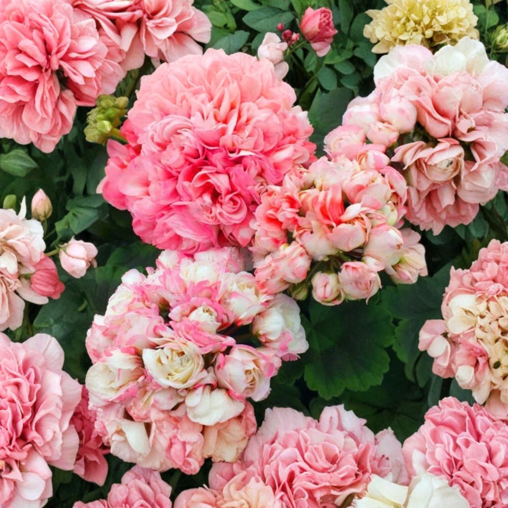 Appleblossom Geranium Seeds – Pelargonium Hortorum | 15 Seeds Included | Fast Blooming Flower | Pink Zonal Geranium | Patio & Garden Friendly | Easy to Grow