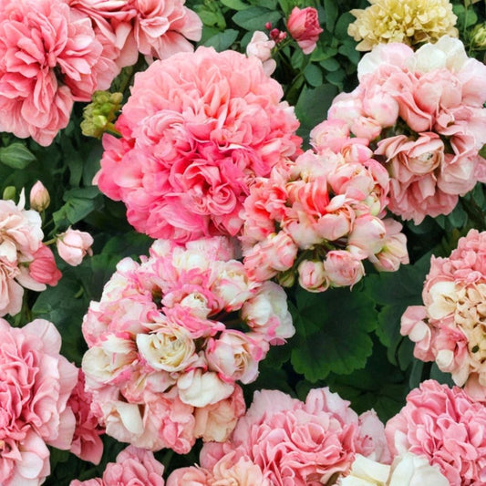 Appleblossom Geranium Seeds – Pelargonium Hortorum | 15 Seeds Included | Fast Blooming Flower | Pink Zonal Geranium | Patio & Garden Friendly | Easy to Grow