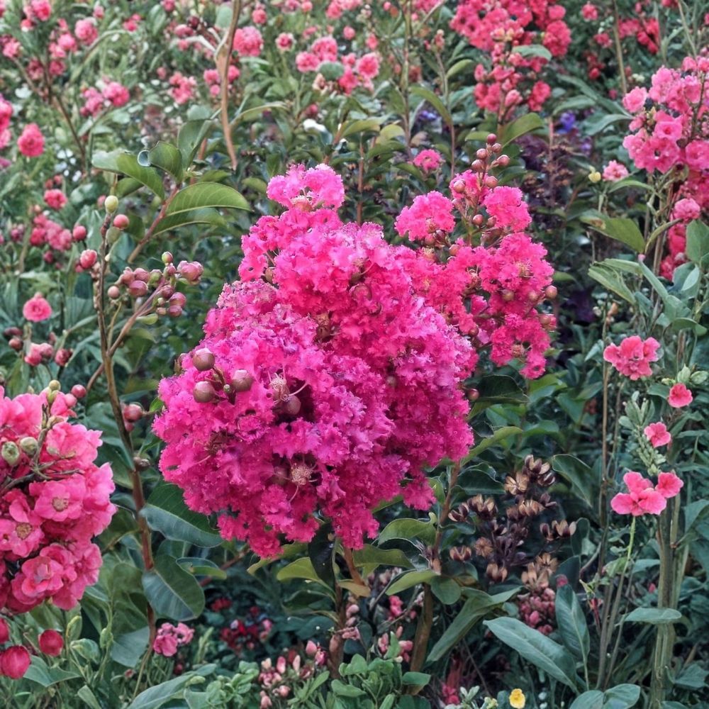 Set of 7 Dark Pink Crepe Myrtle Cuttings | Lagerstroemia Indica 6 Inch Live Cuttings | Flowering Tree | Unrooted Propagation Cuttings