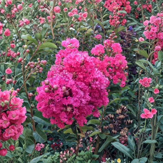 Set of 7 Dark Pink Crepe Myrtle Cuttings | Lagerstroemia Indica 6 Inch Live Cuttings | Flowering Tree | Unrooted Propagation Cuttings