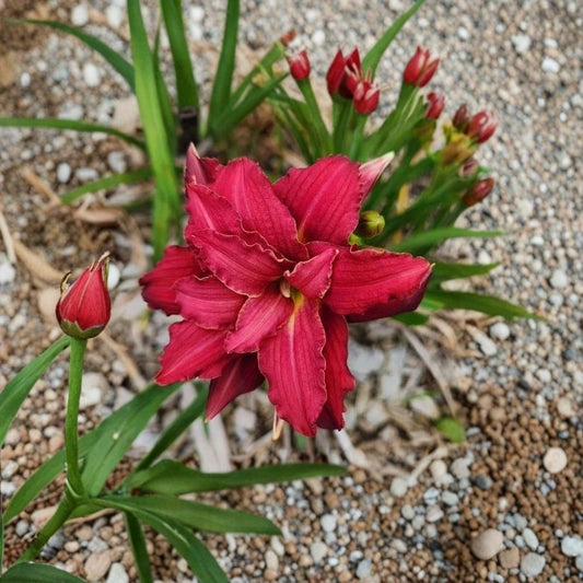 Double Pardon Me Daylily – Set of 3 Live Bare Root Plants | Crimson Red Double Blooms | Rebloomer | Hardy Perennial Garden Flower