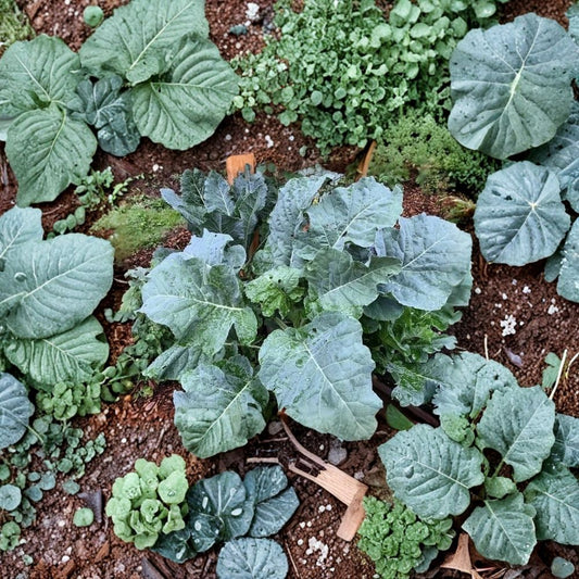 Thousandhead Kale – Brassica oleracea Live Cuttings | 2 Cuttings 6–7 Inches | Walking Stick Kale | Perennial Edible Plant | Easy to Propagate