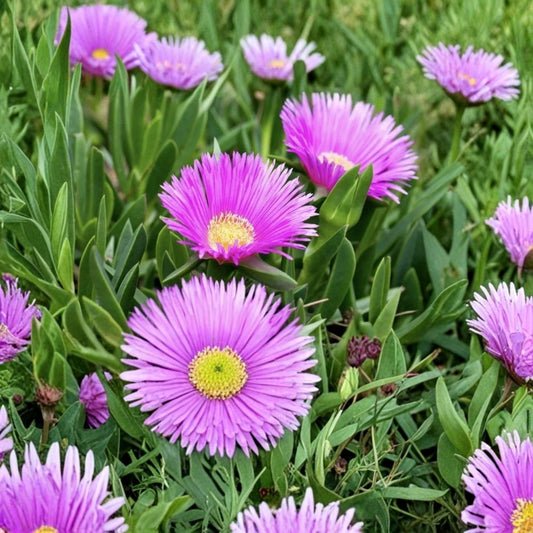 40 Live Ice Plant Cuttings | Rooting Succulent Ground Cover | Pig Face Plant | Fast Spreading Garden Groundcover | Easy Care