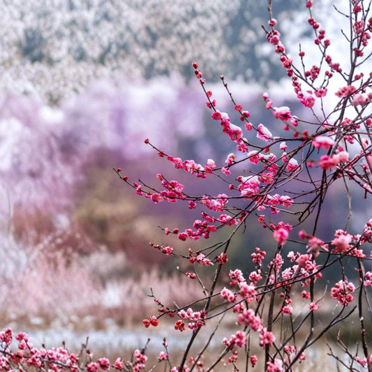 Peggy Clarke Japanese Flowering Apricot Tree – Prunus mume Live Tree | 30 Inches Tall | Fragrant Double Pink Blooms | Ume Bonsai Favorite | 梅花