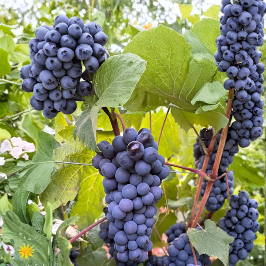 Thomcord Seedless Grape Plant – Sweet Blue Black Table Grape Vine | Concord x Thompson Seedless