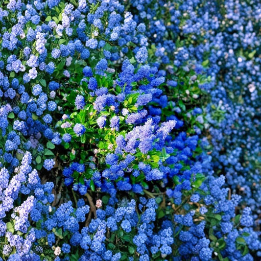 California Lilac – Ceanothus Live Plant Cuttings | 3 Unrooted 6-Inch Cuttings | Evergreen Flowering Shrub | Easy to Propagate