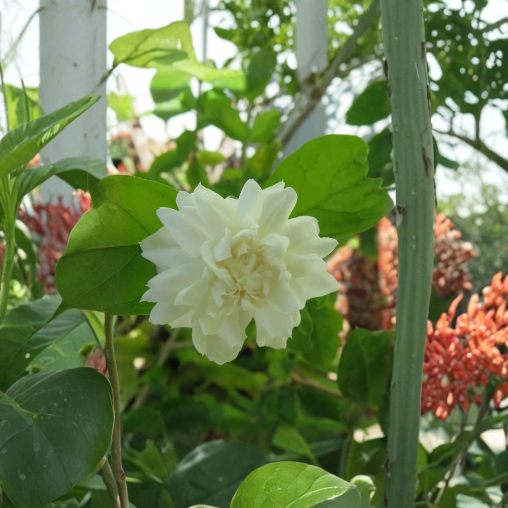 Grand Duke of Tuscany Jasmine – Fresh Live Cuttings | Set of 5 | 6+ Inches Long | Fragrant Arabian Jasmine | Easy to Propagate