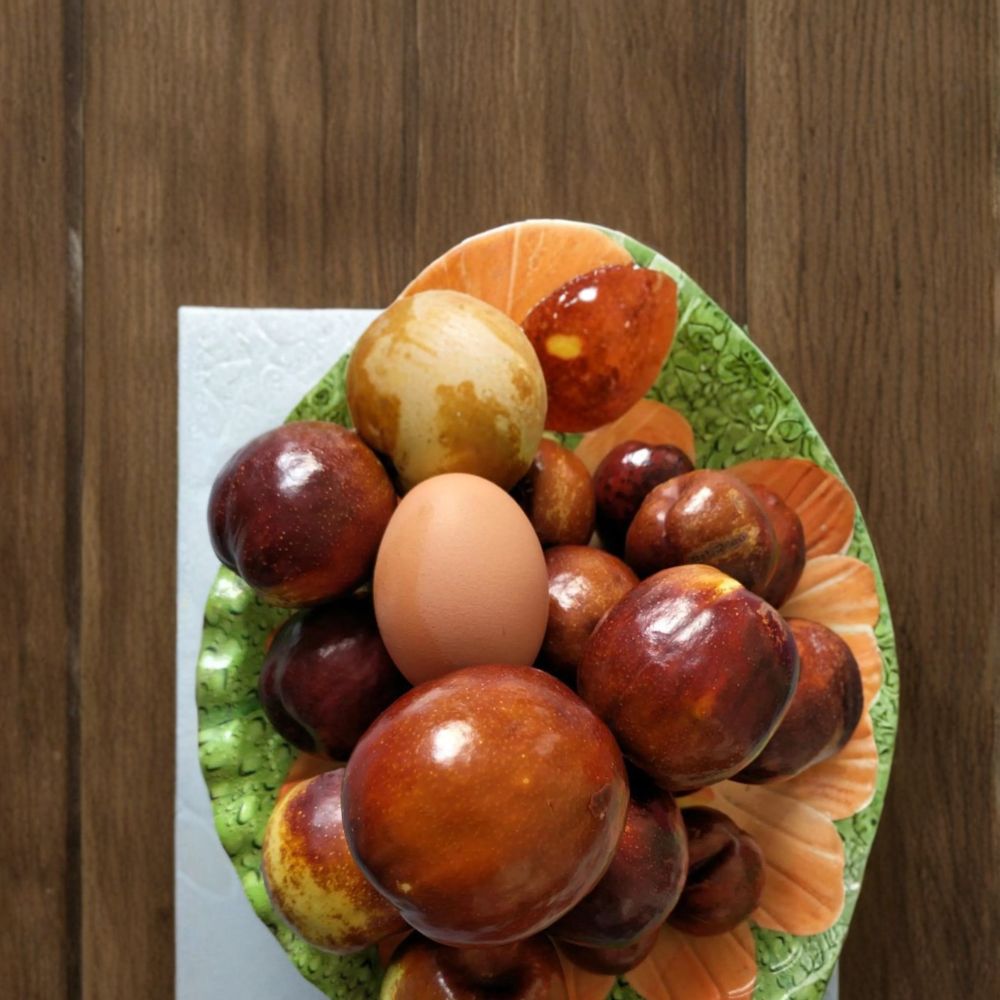 Shanxi Li Giant Jujube Tree – Ziziphus jujuba Live Bare Root Tree | 3 Feet Tall | Extra Large Chinese Date Variety | Pear Jujube Fruit Tree | 临猗梨枣