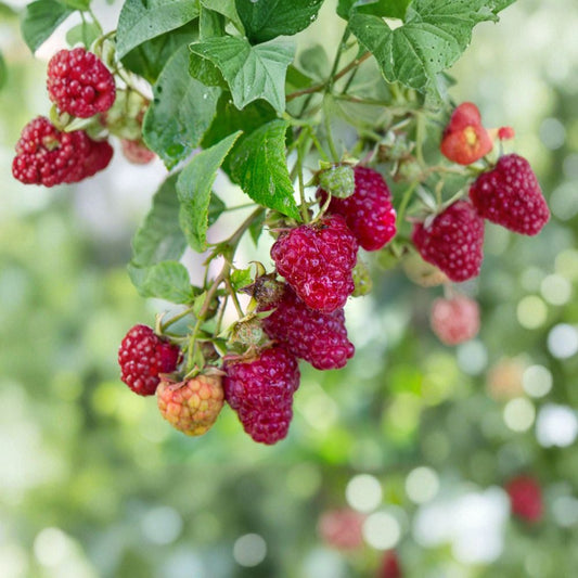 Jaclyn Everbearing Raspberry – Live Rooted Red Raspberry Plant | Sweet Berry Cane | Zones 3–8