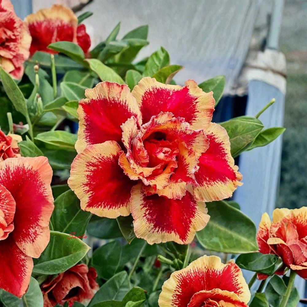 Cinderella Desert Rose Live Plant | Adenium obesum Rooted Seedling | 3–6 Inches Tall | Bare Root Succulent | Exotic Flowering Plant