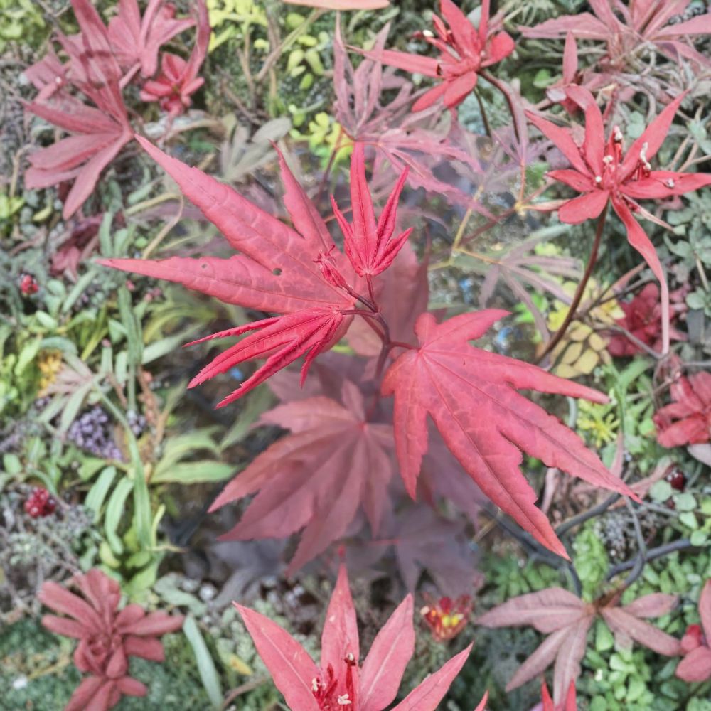 Acer palmatum ‘Ruth’s Red’ – Dark Red Japanese Maple Live Tree | 30–35 Inches Tall | Rich Maroon Foliage | Upright Ornamental Maple | #3 Container Size