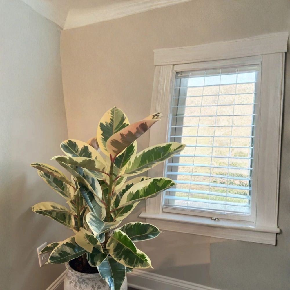 Tineke Rubber Tree – Ficus elastica 'Tineke' Live Rooted Starter Plant | Nursery Pot | Variegated Houseplant | Easy-Care Indoor Plant