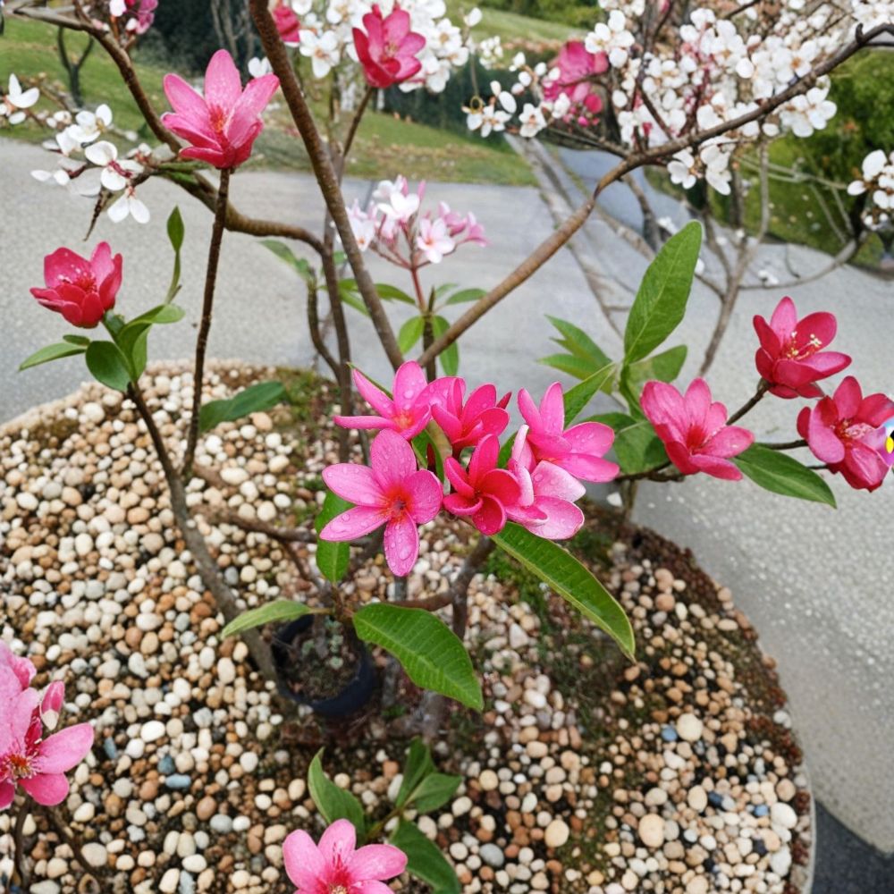 Neon Pink Plumeria Cutting – 1 Live Cutting | 11–12 Inches Long | Frangipani | Hawaii Grown | Free Shipping