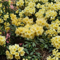 Rhododendron ‘Hotei’ – Evergreen Rhododendron | Yellow Midseason Blooms | One Gallon Container Plant