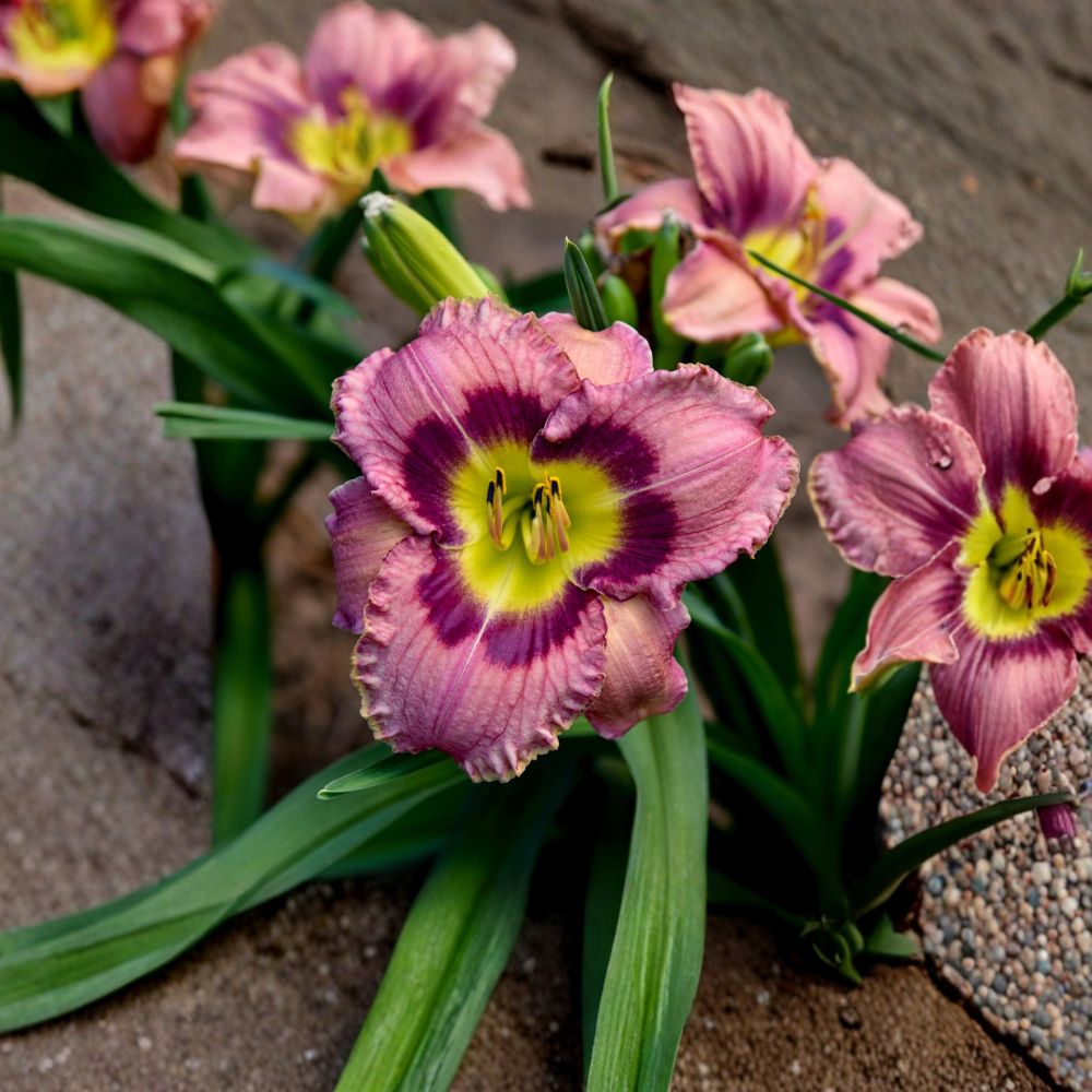Always Afternoon Daylily – 3 Live Bare Root Plants | Rose Purple Hemerocallis | Award Winning Perennial Flower | Hardy Daylily