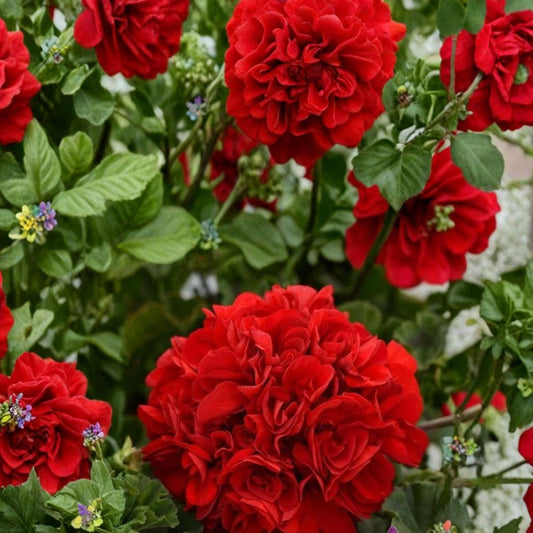 Presto Dark Red Geranium Seeds – Pelargonium Zonal | 25+ Seeds Included | Rich Red Blooms | Patio & Container Flowers | Easy to Grow