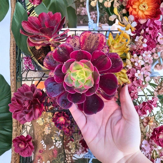 Medusa Aeonium – Live Succulent Plant | 1 Bare Root Plant | Imported Aeonium | Rosette Succulent | Drought Tolerant | Unique Collector Plant | Houseplant