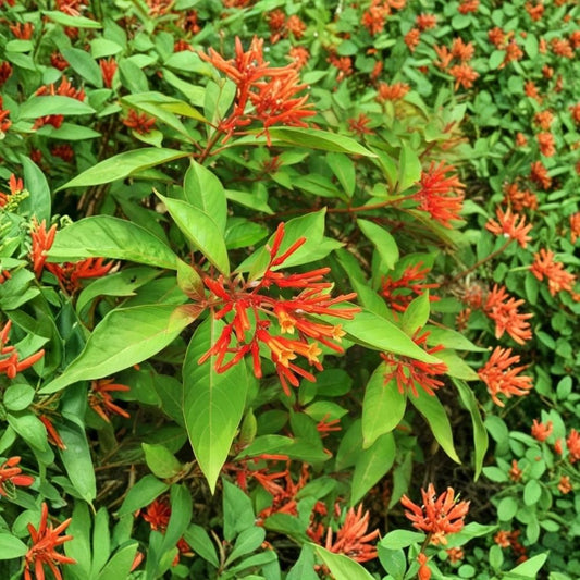 4 Mexican Firebush Live Plants – Hamelia patens | 4–6 Inch Starters | Hummingbird & Butterfly Plant | Bright Red-Orange Blooms | No Pot