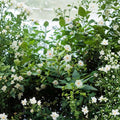 Night Jasmine Seeds – Nyctanthes arbor-tristis | 10 Seeds | Fragrant Night Blooming Shrub | Parijat Tree | Exotic Garden Plant