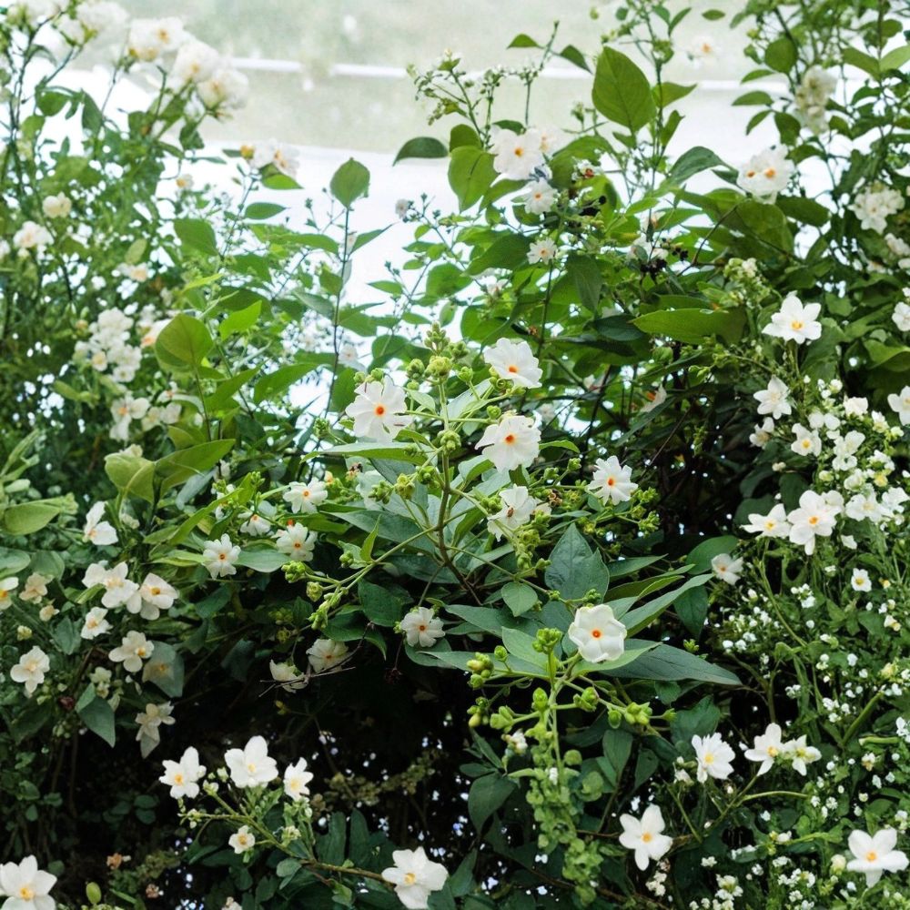 Night Jasmine Seeds – Nyctanthes arbor-tristis | 10 Seeds | Fragrant Night Blooming Shrub | Parijat Tree | Exotic Garden Plant