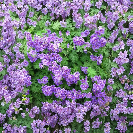 Wild Geranium – Geranium maculatum Live Bare Roots | Set of 5 | Hardy Native Perennial | Woodland Wildflower
