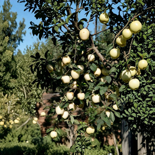 Ghost Apple Tree – Bare Root White Apple Tree on M111 Rootstock | Rare Sweet Apple Variety