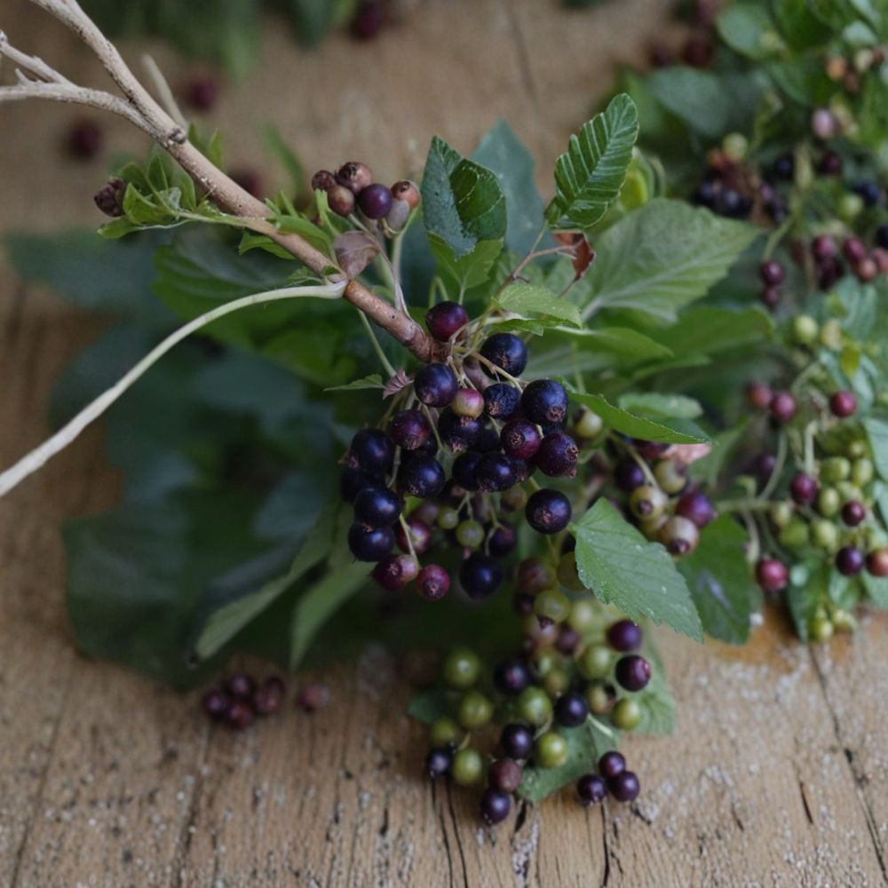 Consort Black Currant – Ribes nigrum Live Cuttings | 10 Dormant Cuttings 4–6 Inches | Edible Berry Shrub | Ready for Rooting