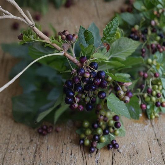 Consort Black Currant – Ribes nigrum Live Cuttings | 10 Dormant Cuttings 4–6 Inches | Edible Berry Shrub | Ready for Rooting
