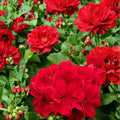 Calliope Dark Red Geranium Seeds – Pelargonium Hybrid | 25+ Seeds Included | Deep Red Blooms | Patio & Hanging Basket Flowers | Easy to Grow