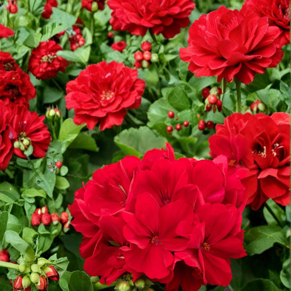 Calliope Dark Red Geranium Seeds – Pelargonium Hybrid | 25+ Seeds Included | Deep Red Blooms | Patio & Hanging Basket Flowers | Easy to Grow