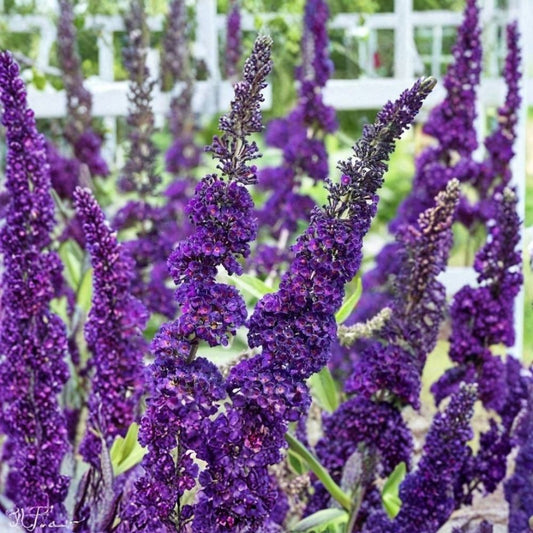 Purple Butterfly Bush – Buddleja davidii Live Cuttings | 7 Unrooted 6 Inch Cuttings | Flowering Shrub | Pollinator Garden Plant | Hummingbird & Butterfly Favorite | Perennial Garden Plant