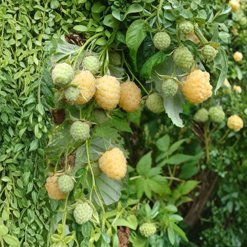 Anne Yellow Raspberry – Live Rooted Raspberry Plant | Sweet Golden Fall Bearing Berry | Zones 4–9