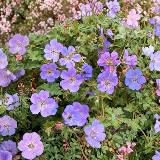 Rozanne Geranium Seeds – Geranium ‘Gerwat’ | 25+ Seeds Included | Hardy Blue Flower Perennial | Garden & Container Friendly | Long Blooming Easy Grow