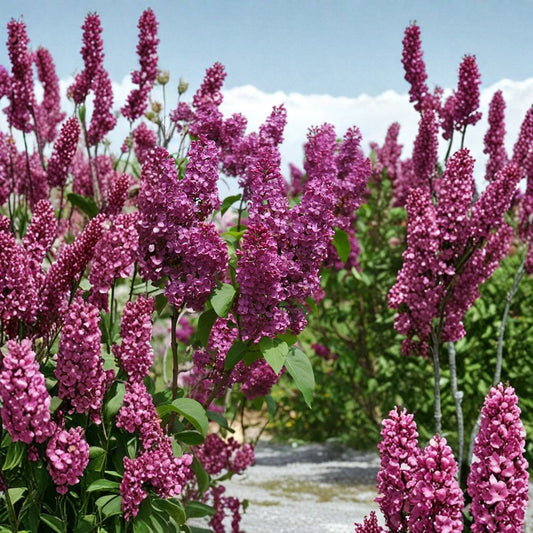 Ludwig Spaeth French Lilac – Live Fragrant Flowering Shrub | 1 Gallon Pot Plant | Deep Purple Spring Blooms | Classic Landscape Lilac