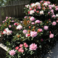 Rhododendron ‘Yaku Sunrise’ – Evergreen Rhododendron | Pink & White Midseason Blooms | #2 Container Plant | Cold Hardy Dwarf Shrub
