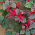 Loropetalum Chinese Fringe Flower Plant – Loropetalum chinense Live Shrub | Includes Nursery Pot Evergreen Bonsai Plant | Vibrant Pink Blooms | 红花檵木