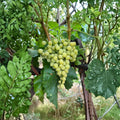 5 Diamond Muscat Seedless Grape Cuttings – Vitis vinifera Live Propagation Cuttings | Sweet Muscat Table Grape Variety | 钻石玫瑰葡萄 麝香葡萄插条 | US Seller